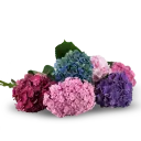 Custom Hydrangea bouquet